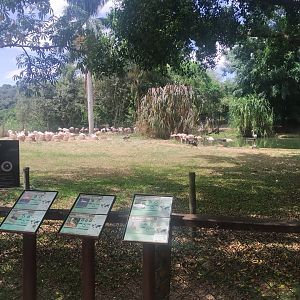 Flamingo exhibit