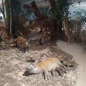 Natural Science Museum