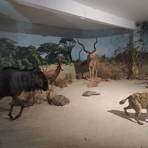 Natural Science Museum