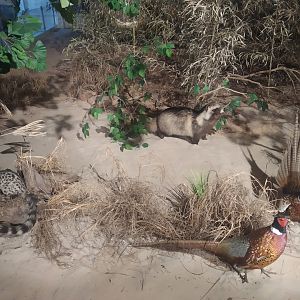 Natural Science Museum