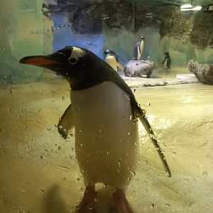 Gentoo Penguin