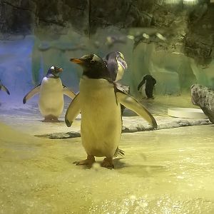 Gentoo Penguin