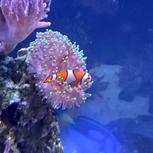 Clownfish and Anemone