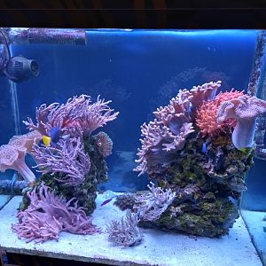 Coral Tank