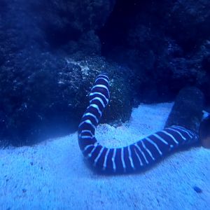 Zebra Moray Eel