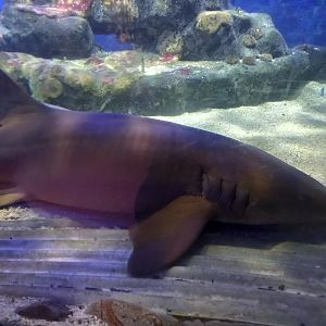 Nurse Shark