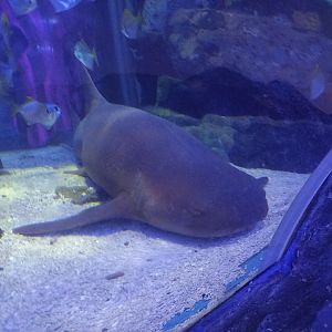 Nurse Shark