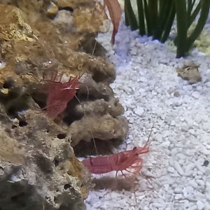Prawn/Shrimp for ID - Sea Life Centre Birmingham