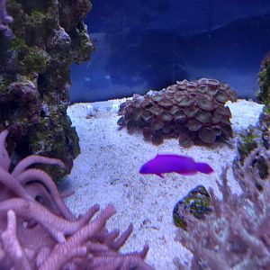 Fish for ID - Sea Life Centre Birmingham