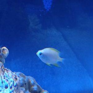 Fish for ID - Sea Life Centre Birmingham