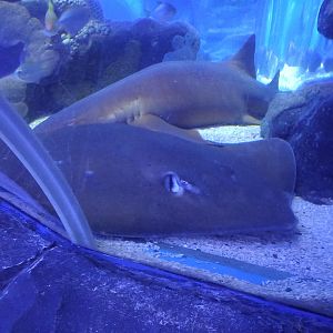 Whiptail Stingray