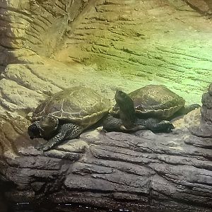 Chinese Stripe-necked Turtles