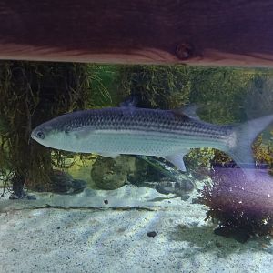 Grey Mullet