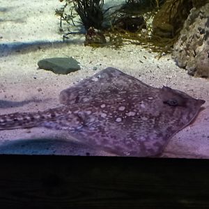 Thornback Ray