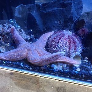 Urchin Species for ID - Sea Life Centre Birmingham