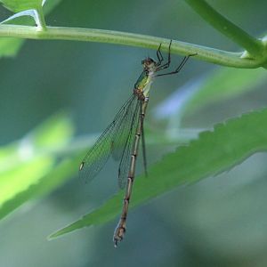 Willow emerald damselfly - Chalcolestes viridis