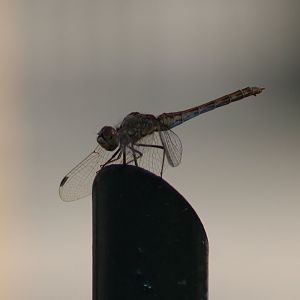 Darter ( Common or Vagrant )