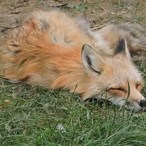 Domestic Red Fox
