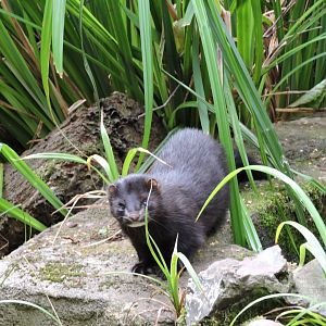 American Mink - July 2022