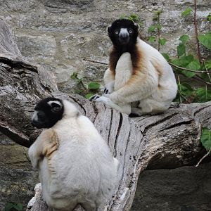 Crowned Sifaka - walled gardens
