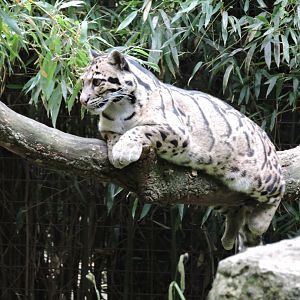 Clouded Leopard