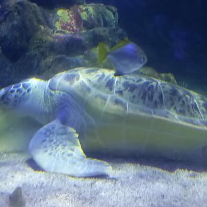 Molokai the Green Sea Turtle