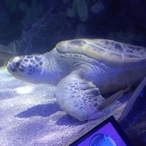 Molokai the Green Sea Turtle