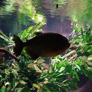 Red-bellied Piranha
