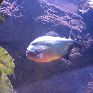 Red-bellied Piranha