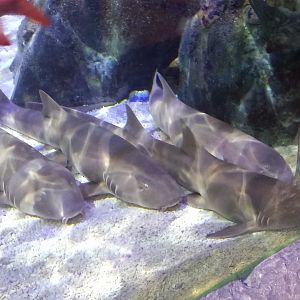 Banded Houndsharks