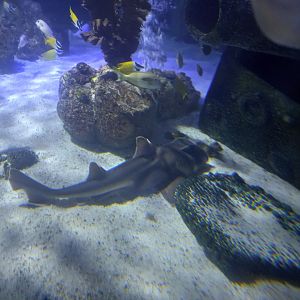 Port Jackson Shark