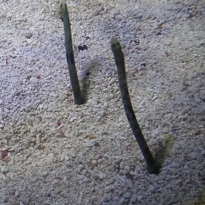 Garden Eels