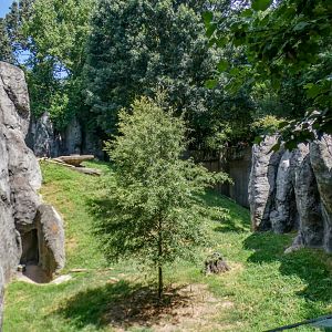 Aug. 2022 - Africa - Lion Exhibit (See the Cat?)