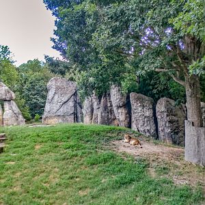 Aug. 2022 - Africa - Lion Exhibit