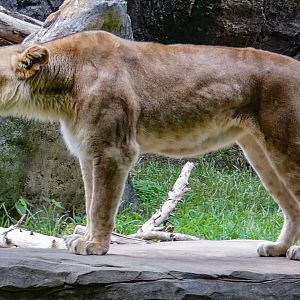 Aug. 2022 - Africa - Mekita Roaring