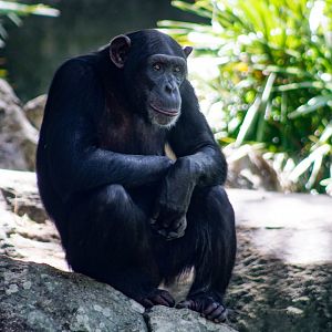 Aug. 2022 - Africa - Kitera Forest - Chimpanzee