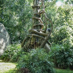 Aug. 2022 - Africa - Kitera Forest - Chimpanzee Exhibit