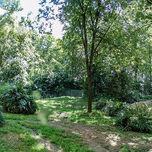 Aug. 2022 - Africa - Kitera Forest - Chimpanzee Exhibit Panorama