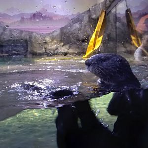 Sea Otter