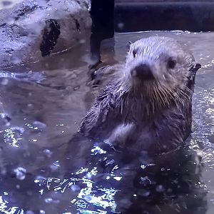 Sea Otter