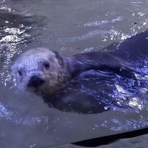 Sea Otter