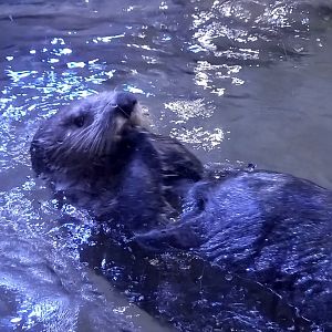 Sea Otter