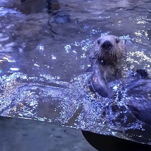 Sea Otter