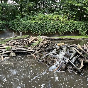 Beaver Exhibit