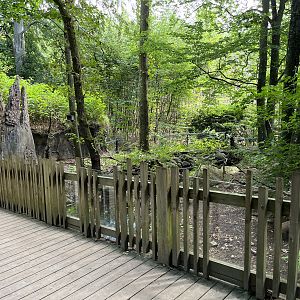 European Badger Exhibit