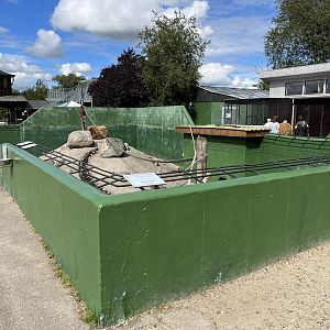 Hamadryas Baboon Exhibit
