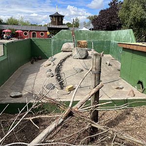 Hamadryas Baboon Pit