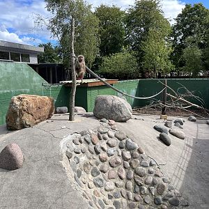 Hamadryas Baboon Exhibit