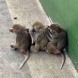 Hamadryas Baboons