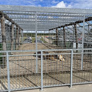Lion Exhibit (overlooking carpark)